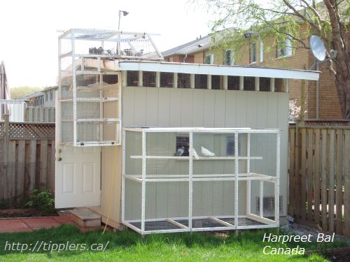 pigeon loft pigeon loft design single storey house plans