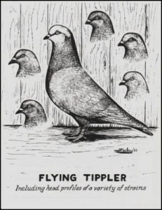 A-Standard-for-the-Flying-Tippler-2-01