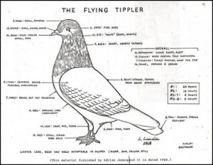 A-Standard-for-the-Flying-Tippler-2-03