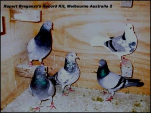 Australian-old-Bird-Record-by-Rupert-Braganza-01