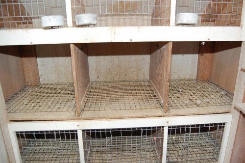 Photo #3 Row of kit box fronts removed exposing the elevated wire bottoms which can then be removed for cleaning of droppings beneath the wire.